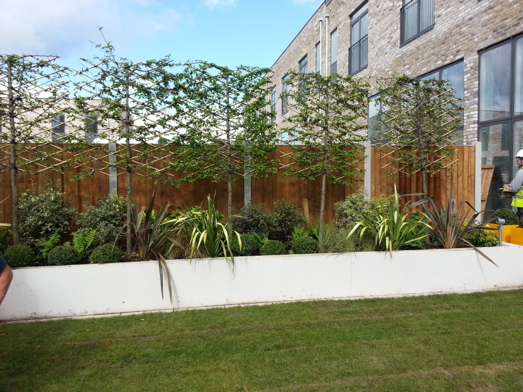 What are pleached trees? A stunning, versatile garden backdrop ...