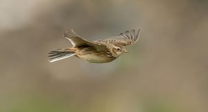 Eurasian Skylark