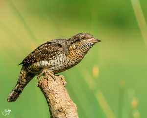 Eurasian Wryneck