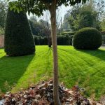 topiary and tree height contrast