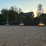 Birch and poplars and bank planting with clever lighting