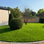 Topiary and birch